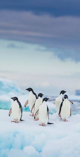 企鹅互助app软件首页截图